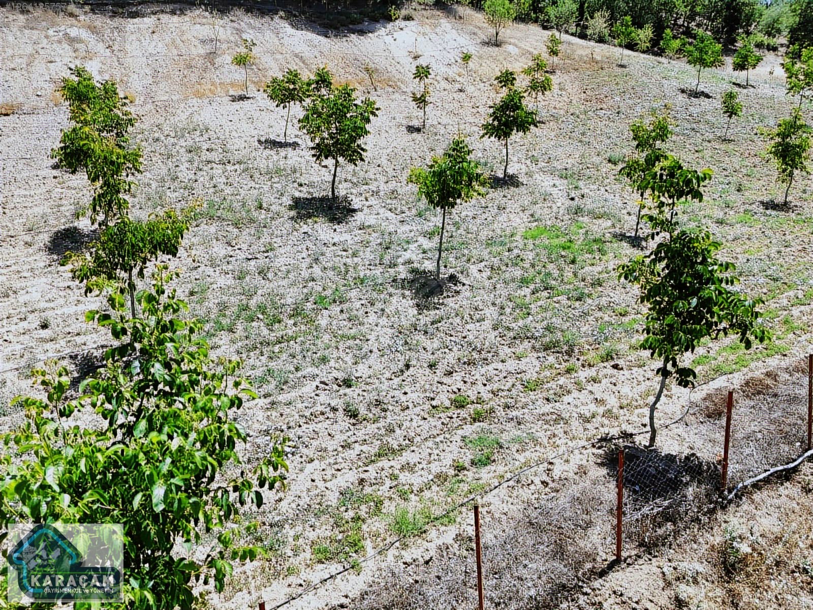 Fotoğraf