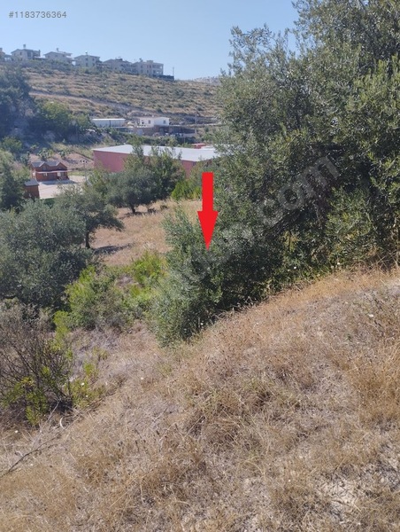 Fotoğraf