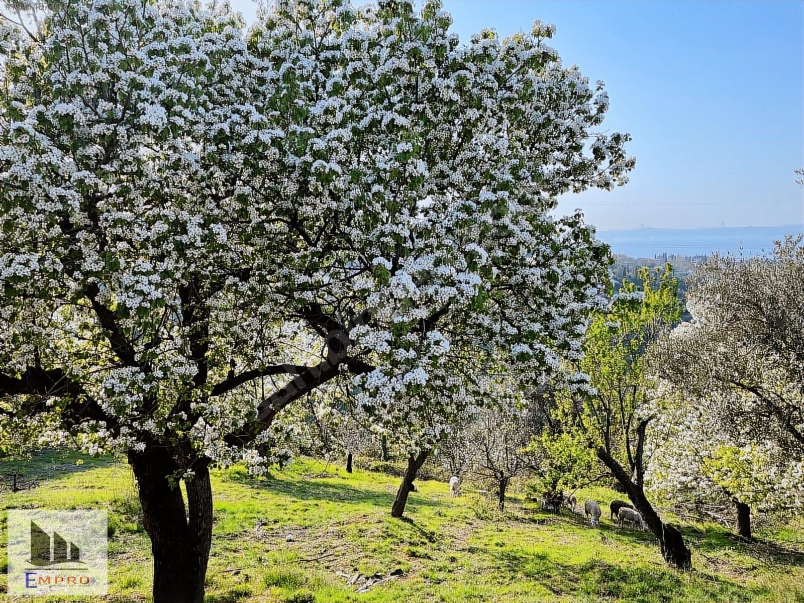 İlan Fotoğrafı