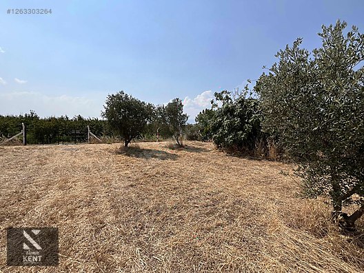 Kemalpaşa Bağyurdu Satılık 5650 m2 Bahçe