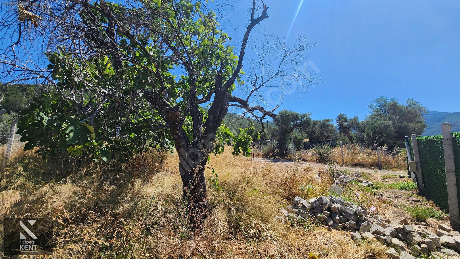 Fotoğraf