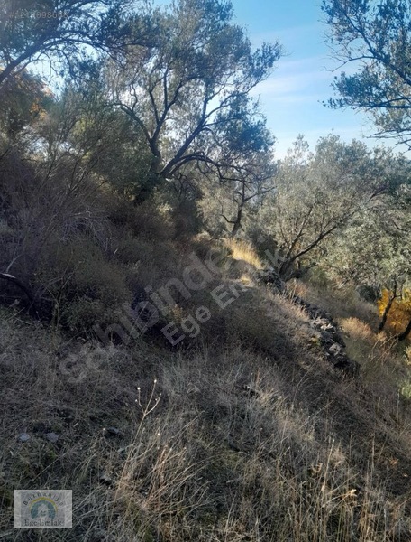Fotoğraf