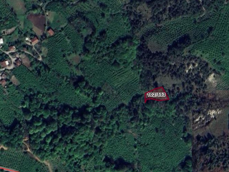 Fotoğraf