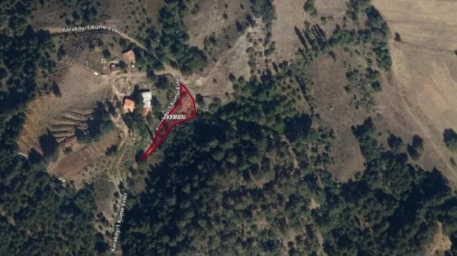 Fotoğraf