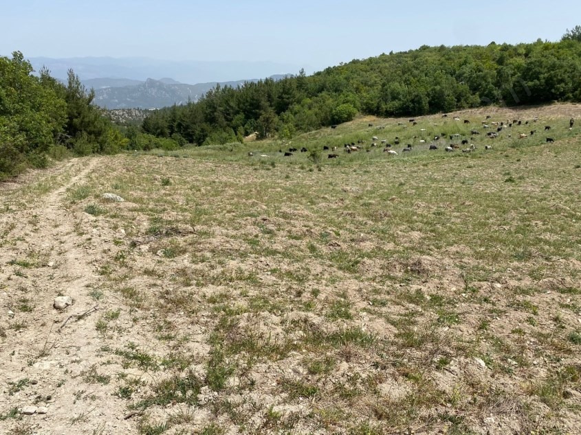 Fotoğraf