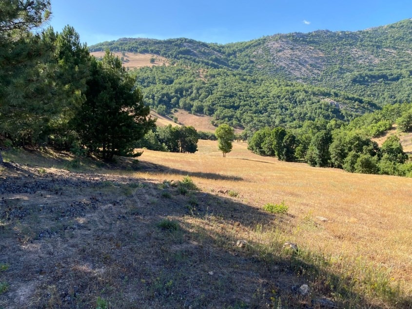 Fotoğraf