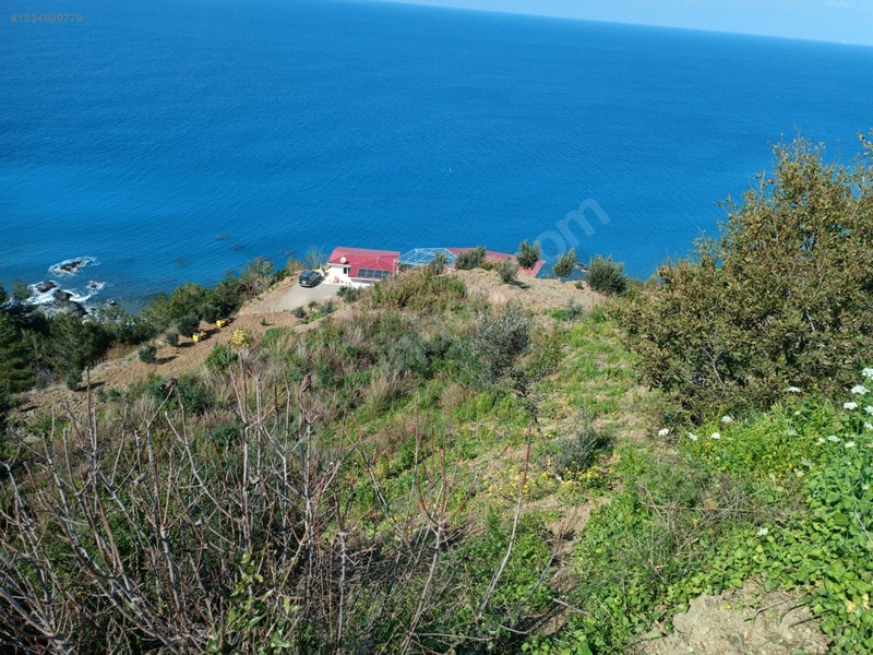 Fotoğraf