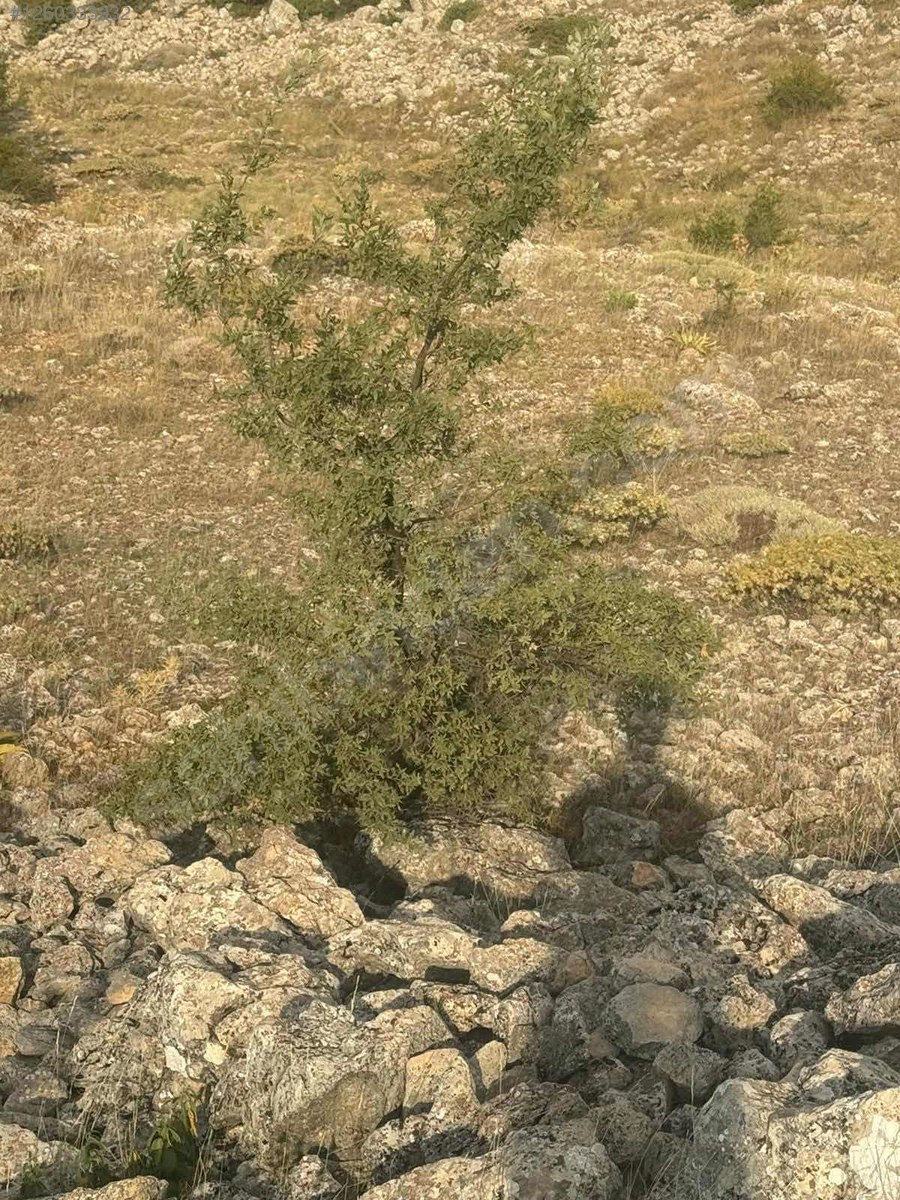 İlan Fotoğrafı