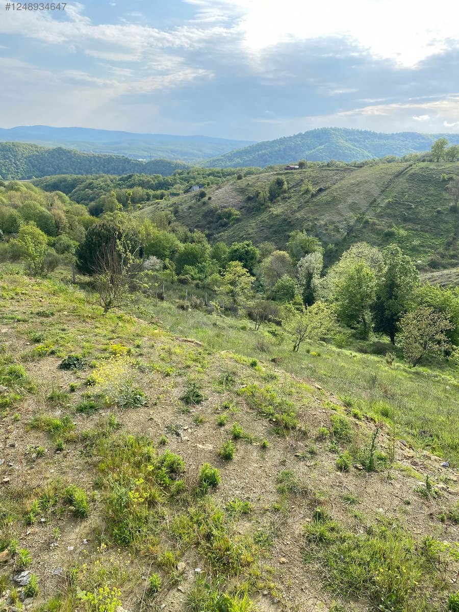 Fotoğraf