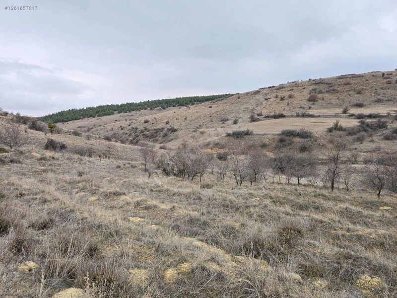 Fotoğraf