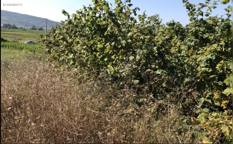 Fotoğraf