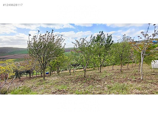 Fotoğraf