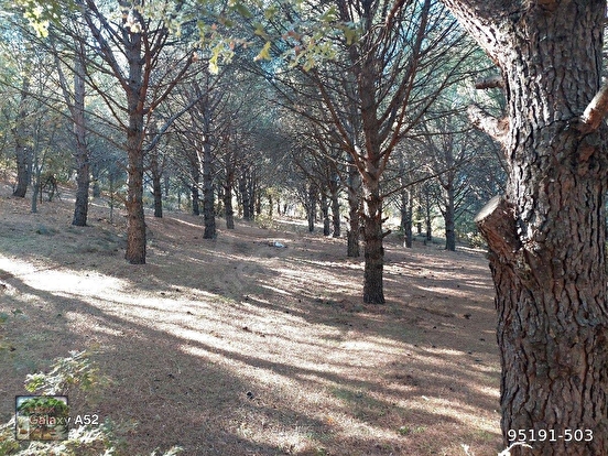 KOZAK YAYLASINDA KARAVELİLER MAH DE 6850 M2 EV İMARLI FISTIKLIK