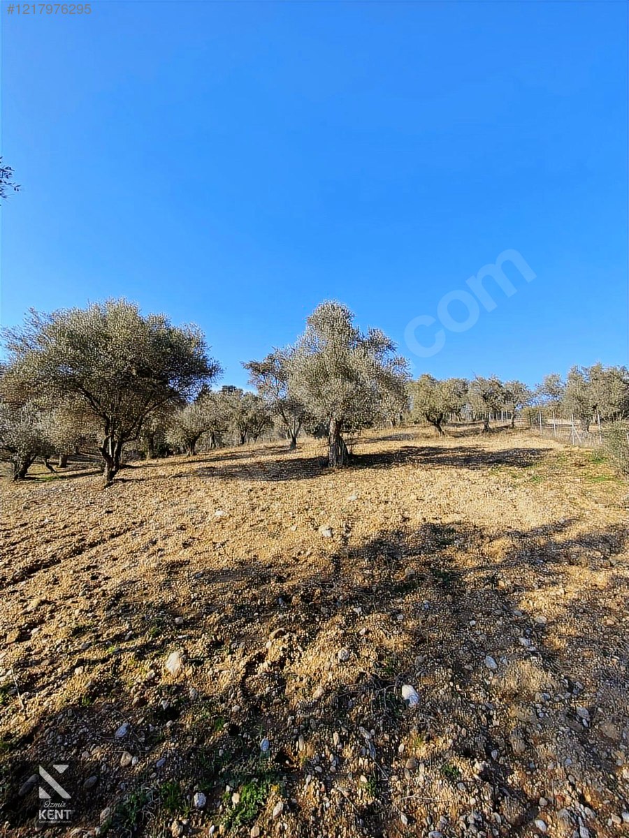Fotoğraf