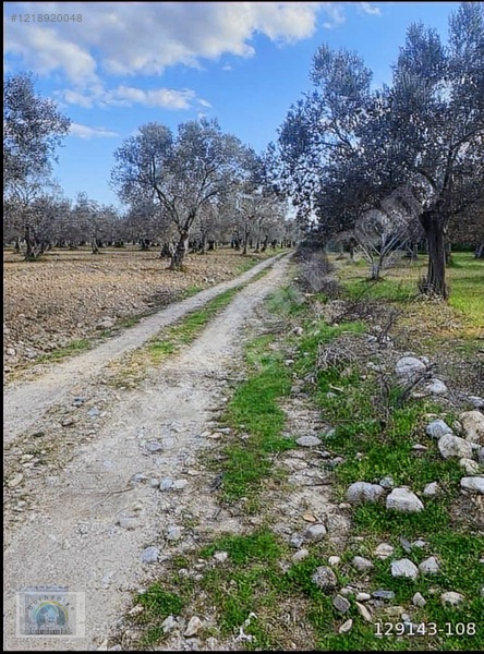 Fotoğraf