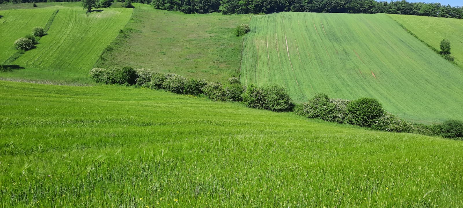 Fotoğraf