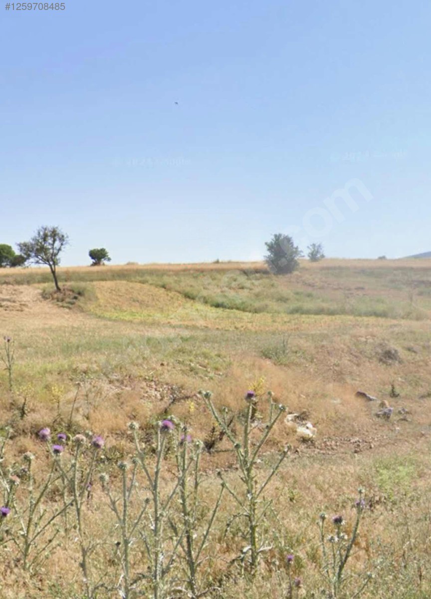 Fotoğraf