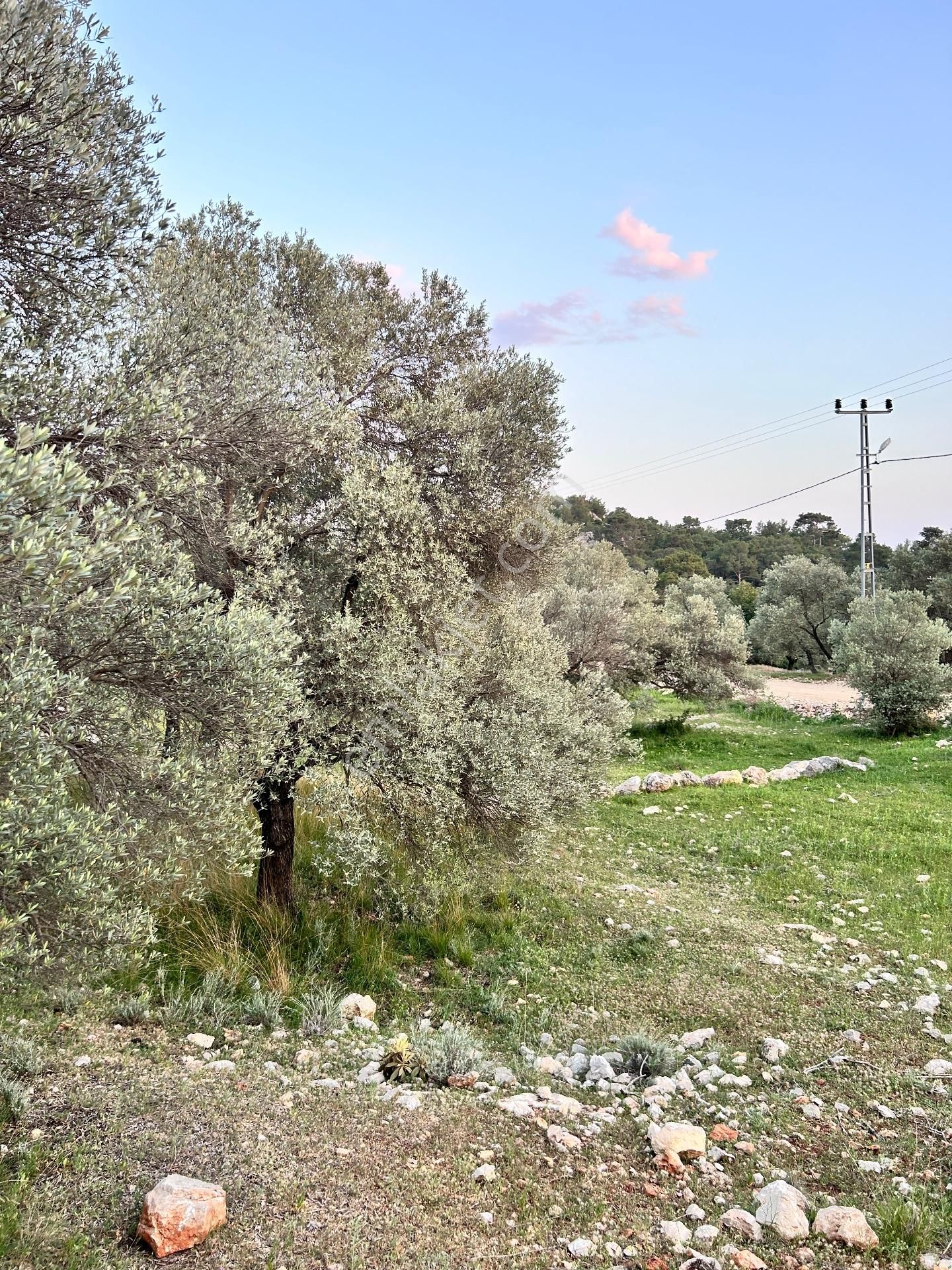İlan Fotoğrafı