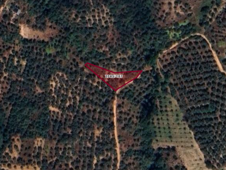 Fotoğraf