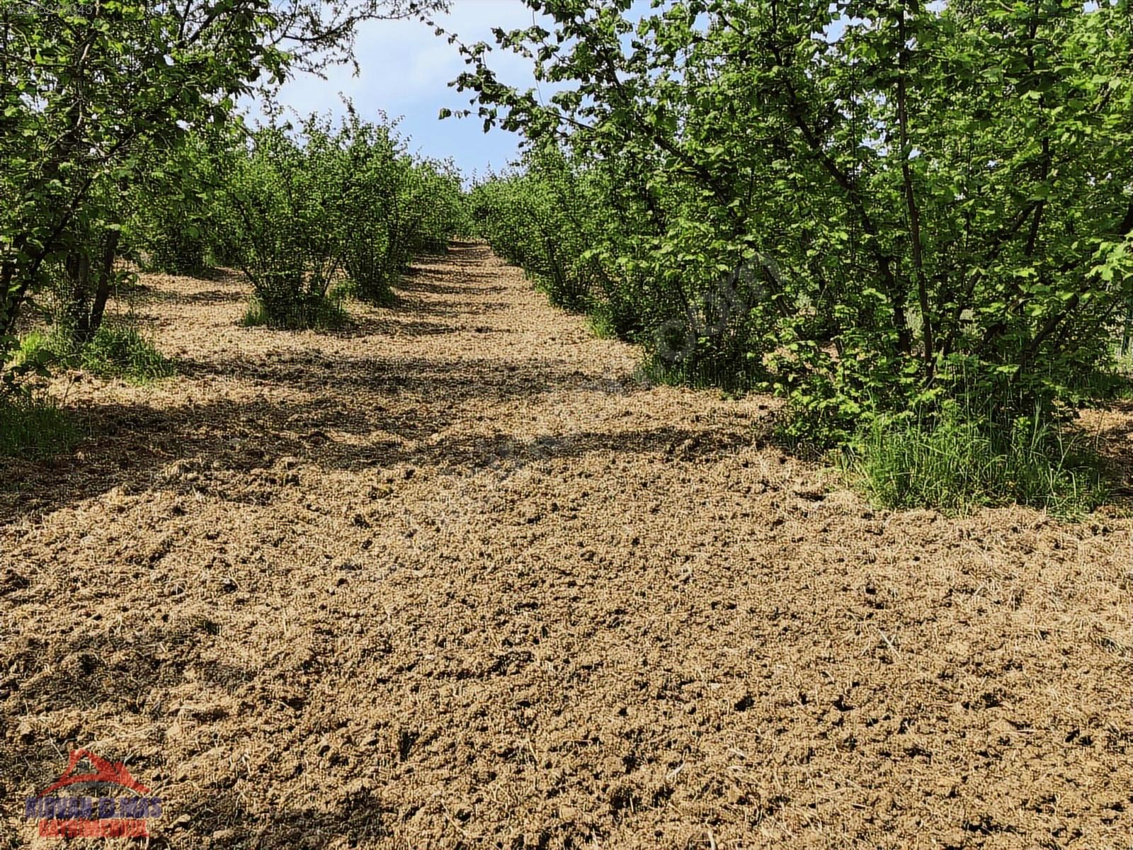 Kandıra köylerinde köy kenarı yetişkin satılık fındık bahçesi