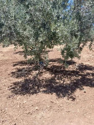 İzmir Torbalı Yazıbaşında 3.800m2 Zeytinlik Satılık