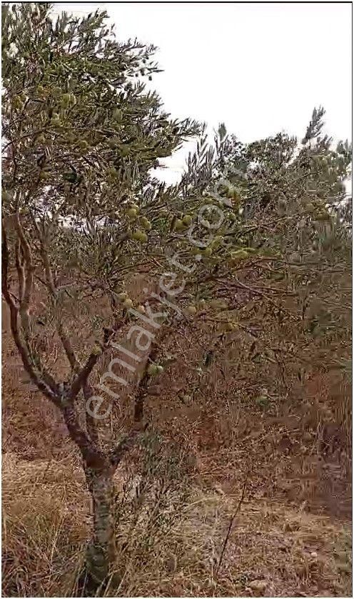 İlan Fotoğrafı