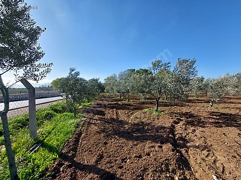 İlan Fotoğrafı