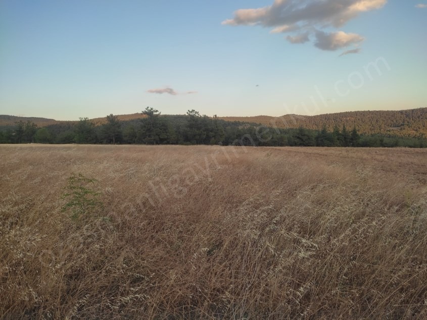 Fotoğraf