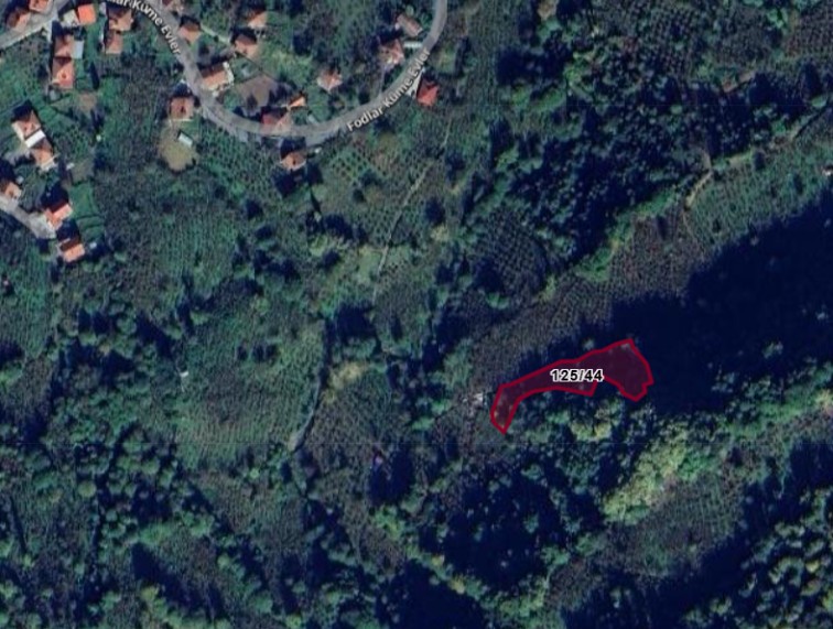 Fotoğraf