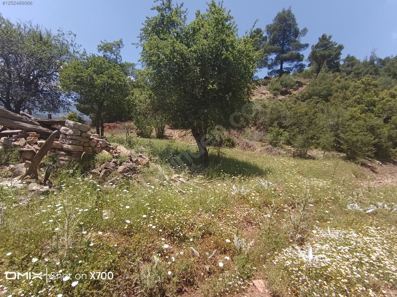 Fotoğraf