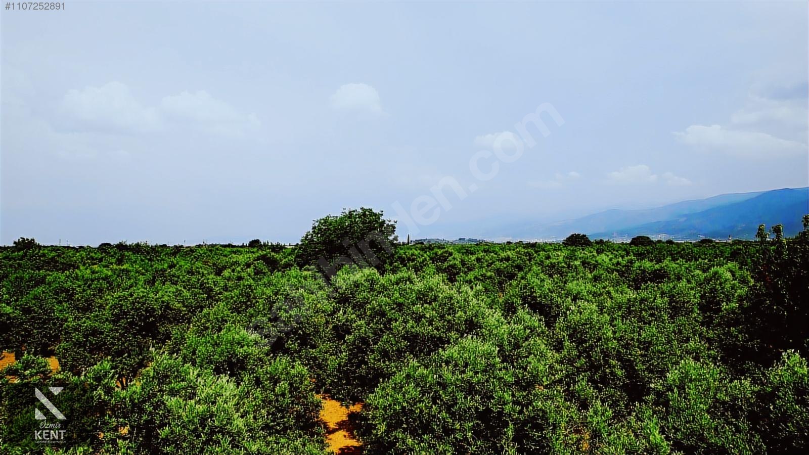 Fotoğraf