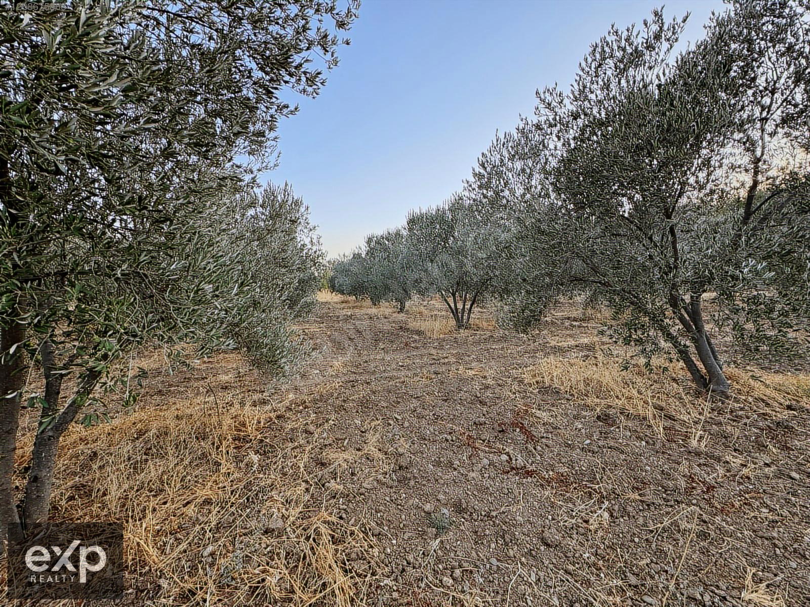 Eceabat Kocadere Köyünde Yatırımlık ve Kazançlı Zeytinl