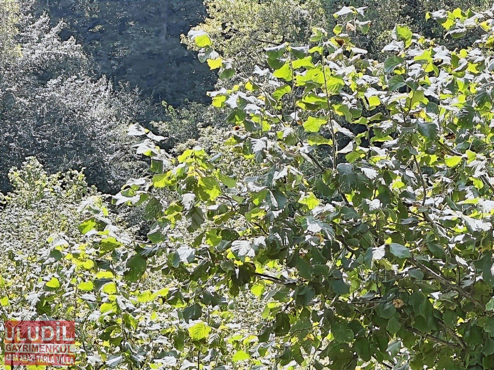KOCAELİ KANDIRA DÖNGELLİ KÖYÜNDE SATILIK FINDIKLIK ACİL ACİL