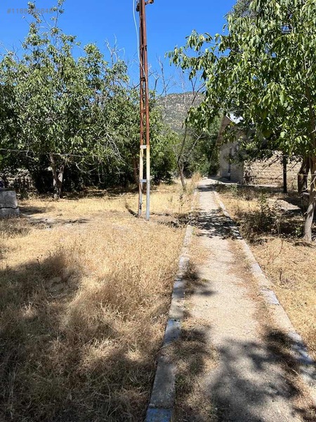 Fotoğraf