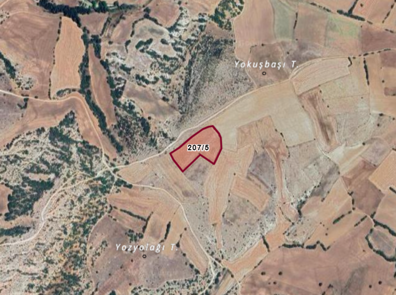 Fotoğraf