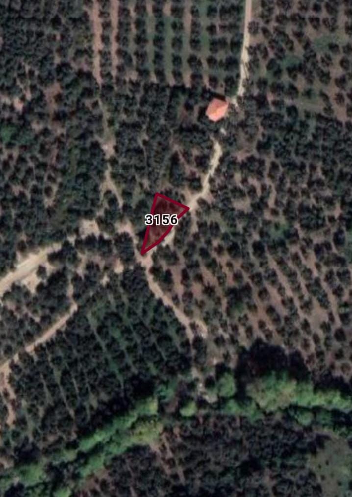 Fotoğraf