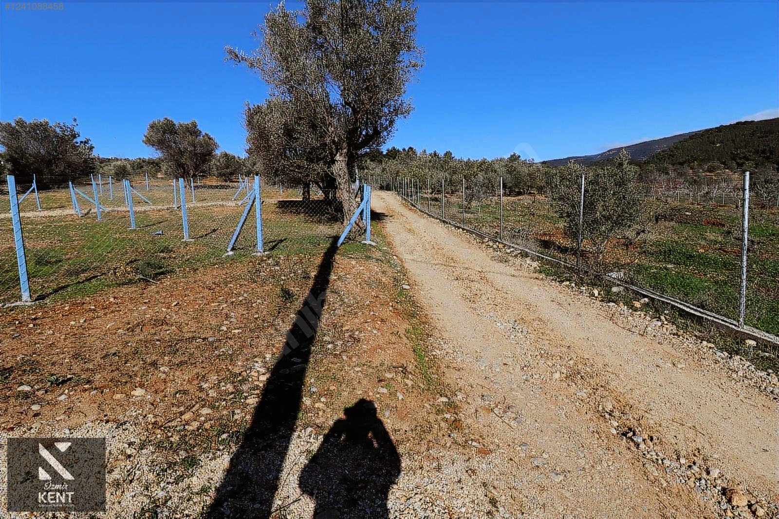 Fotoğraf
