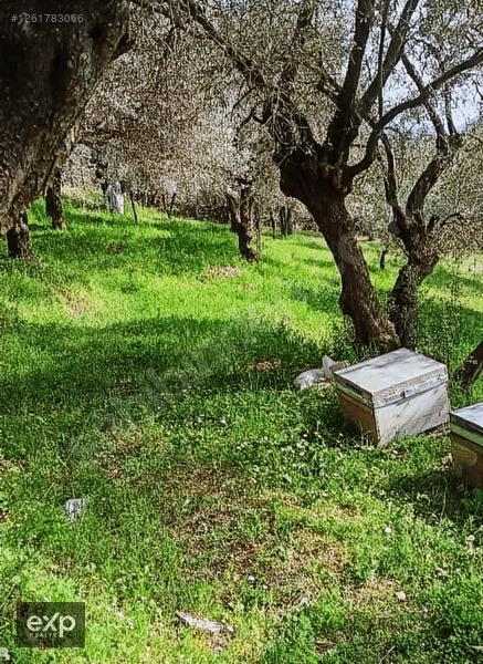 Bayındır Sarıyurtta Anayola Cepheli 1916 m2 Satılık Zeytinlik