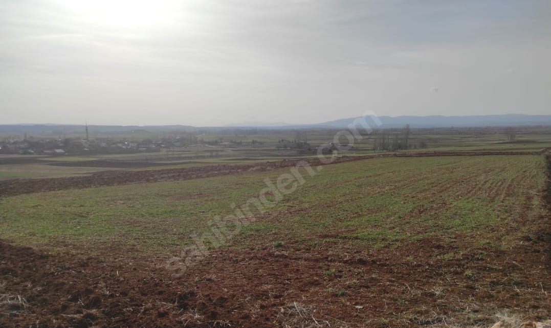 Fotoğraf