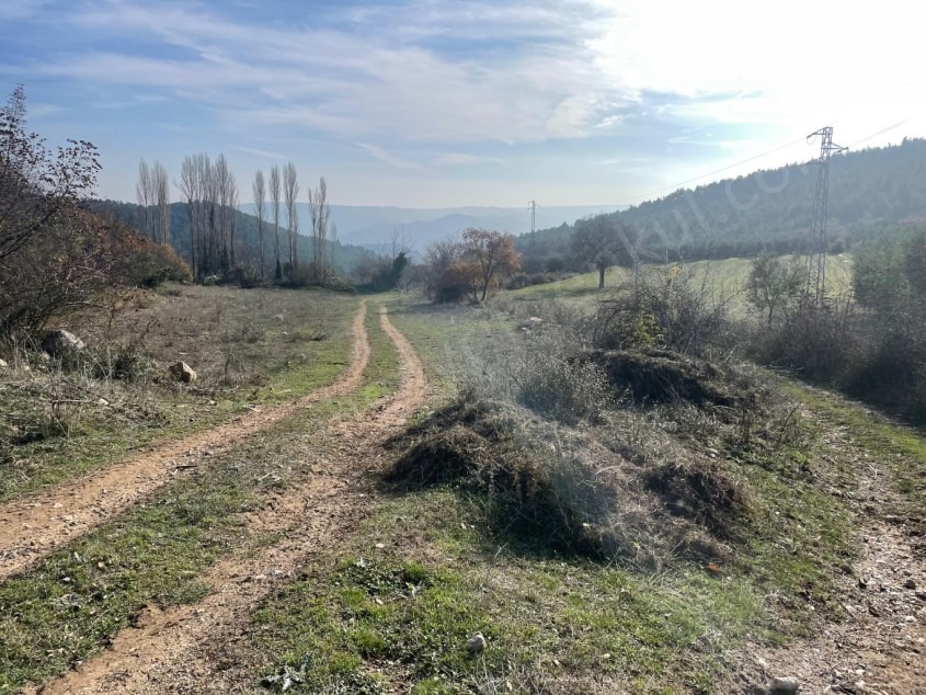 Fotoğraf