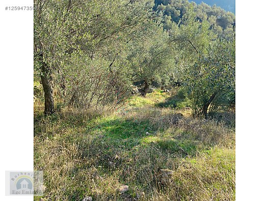 Fotoğraf