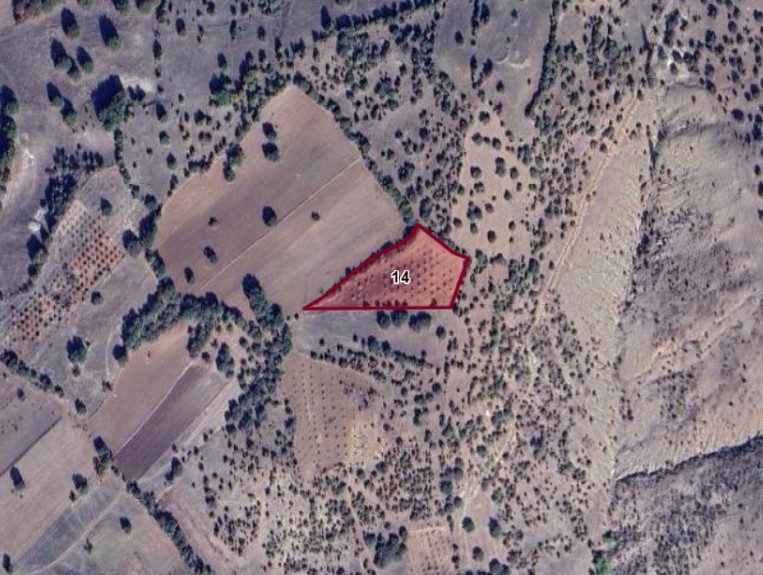 Fotoğraf