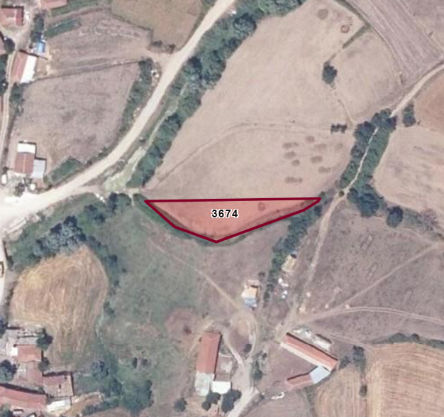 Fotoğraf
