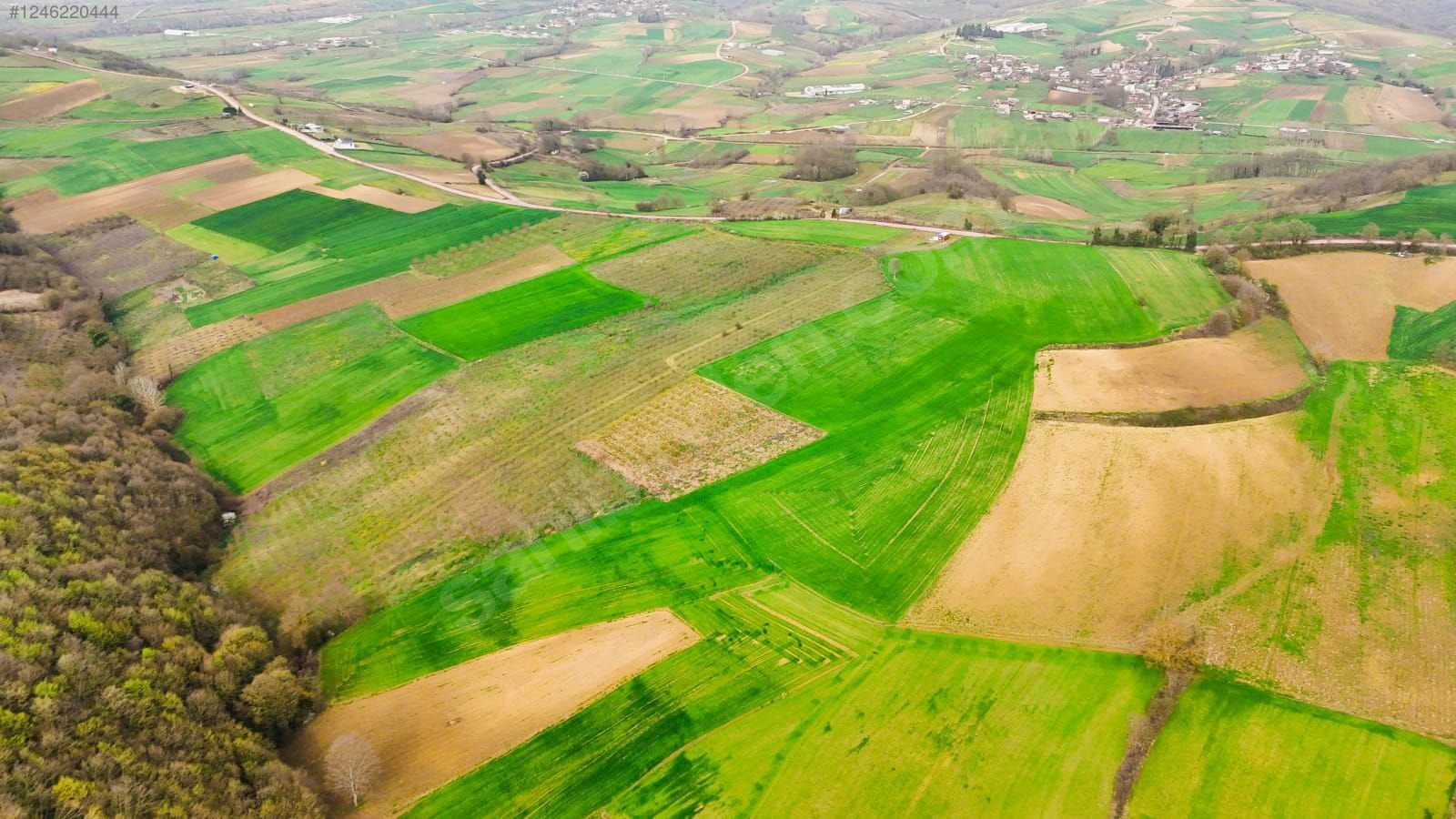 Fotoğraf