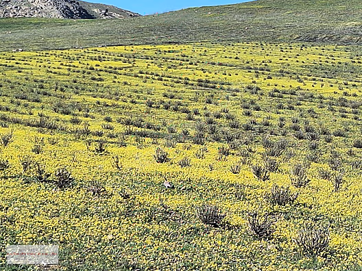 BURDUR KEMERDE KADASTRO YOLU 9150 M2