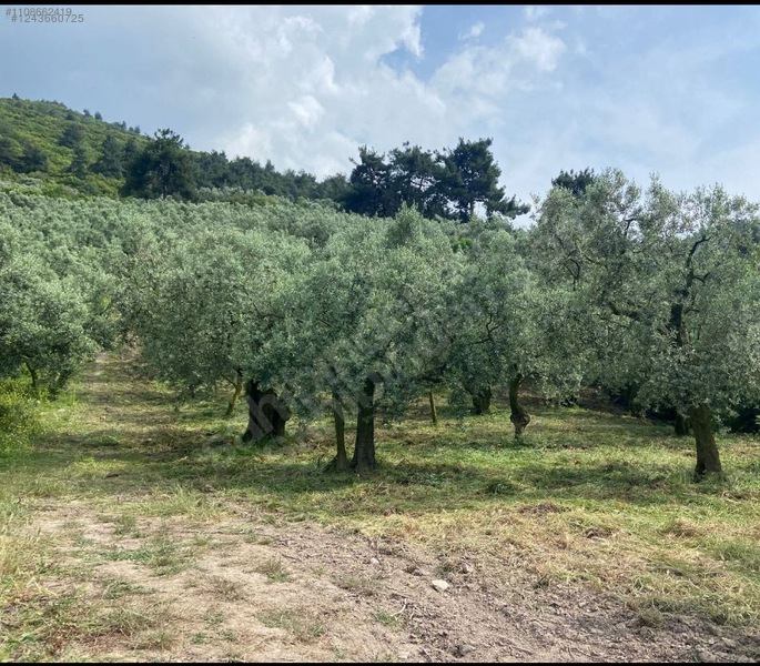 İlan Fotoğrafı
