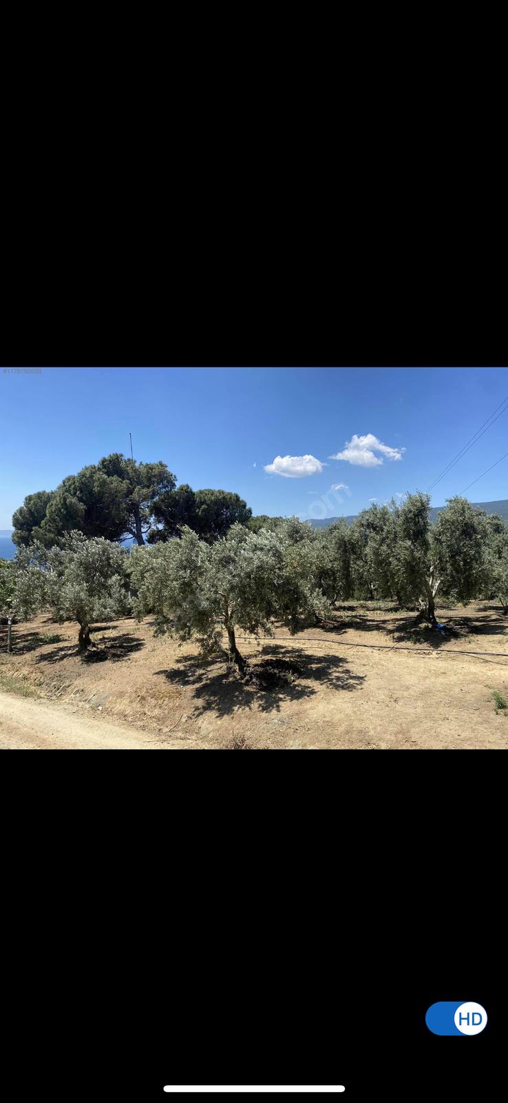 Fotoğraf