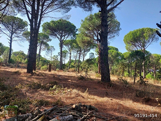 BERGAMA KOZAK KARAVELİLER MAH DE 2100 M2 FISTIKLIK