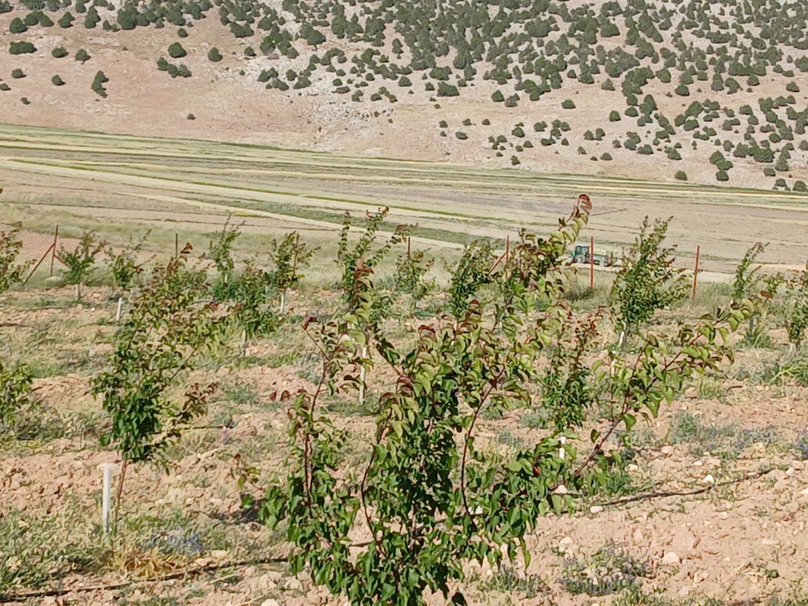 Fotoğraf