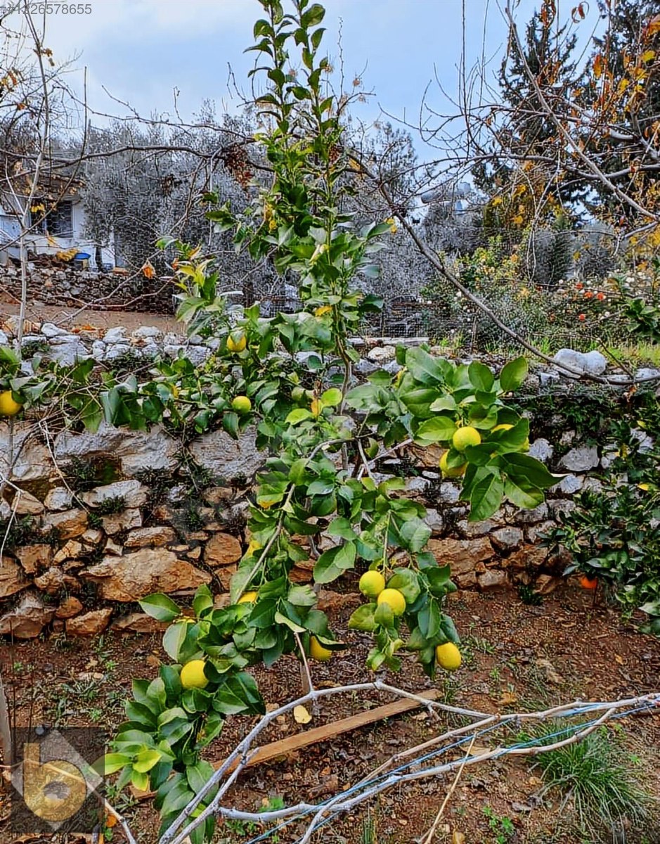 İlan Fotoğrafı